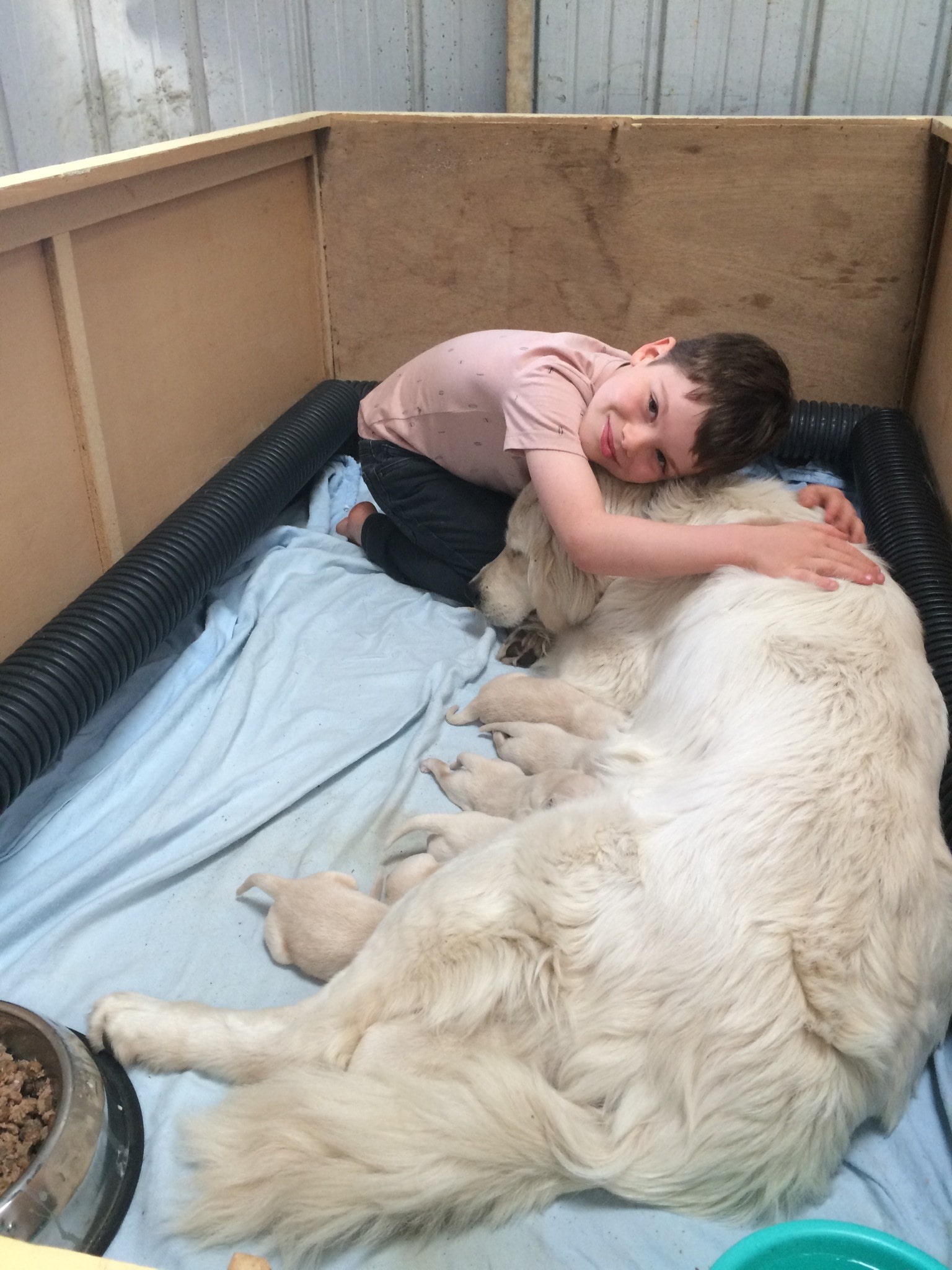 Golden Retriever Puppies for Sale