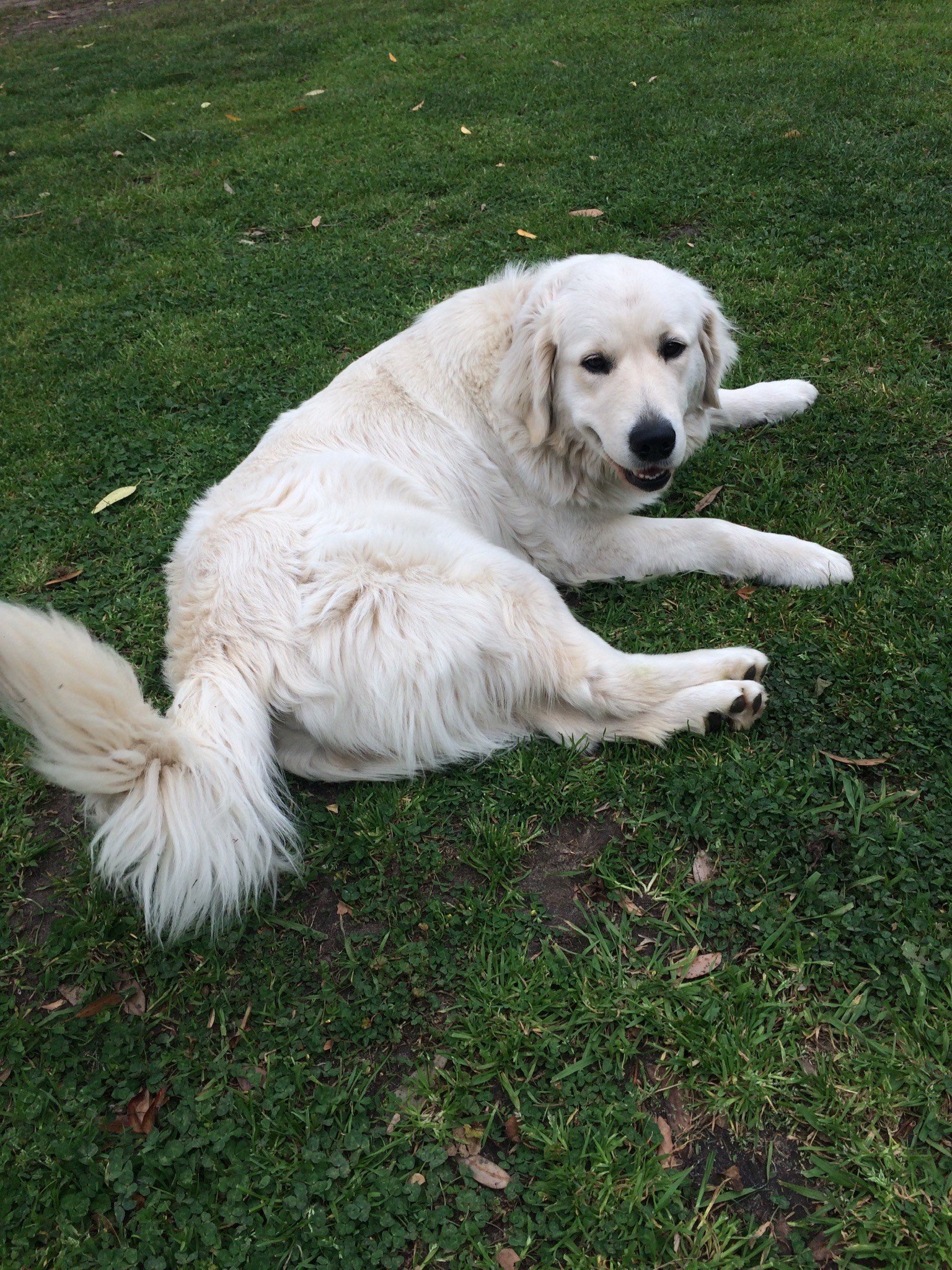Male Golden Retriever Father
